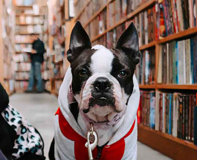 Red dog wearing glasses